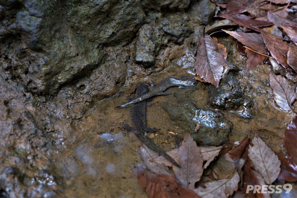 동면에서 깨어난 제주도룡뇽(사진=국립산림과학원)