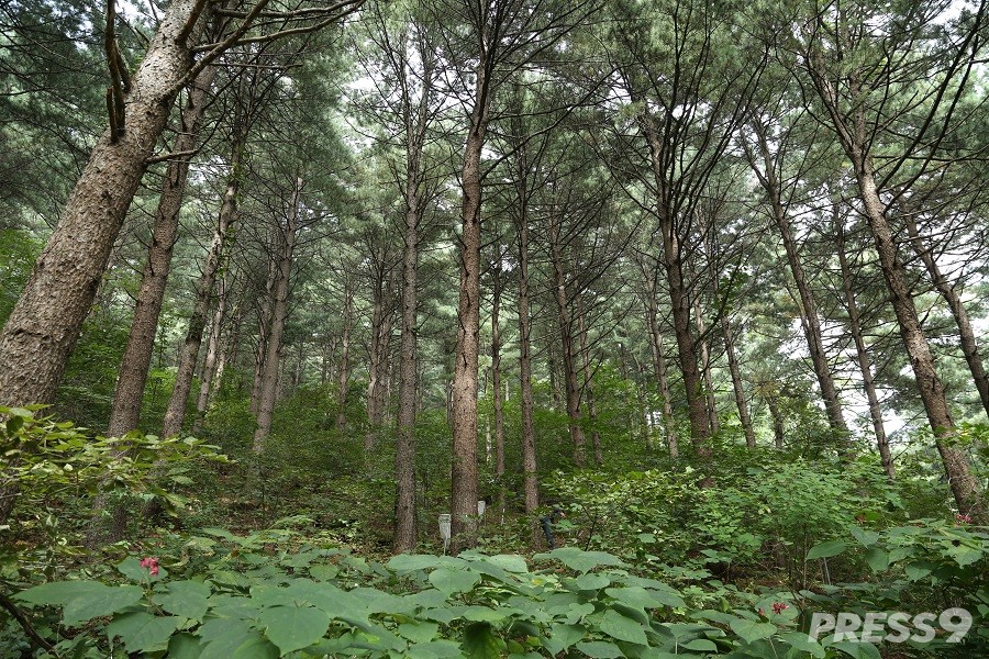 (사진=산림청)