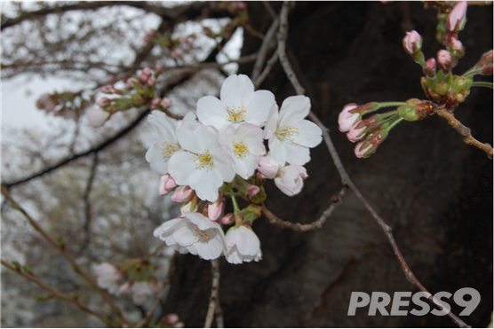 서울 벚꽃 개화 사진(사진=기상청)