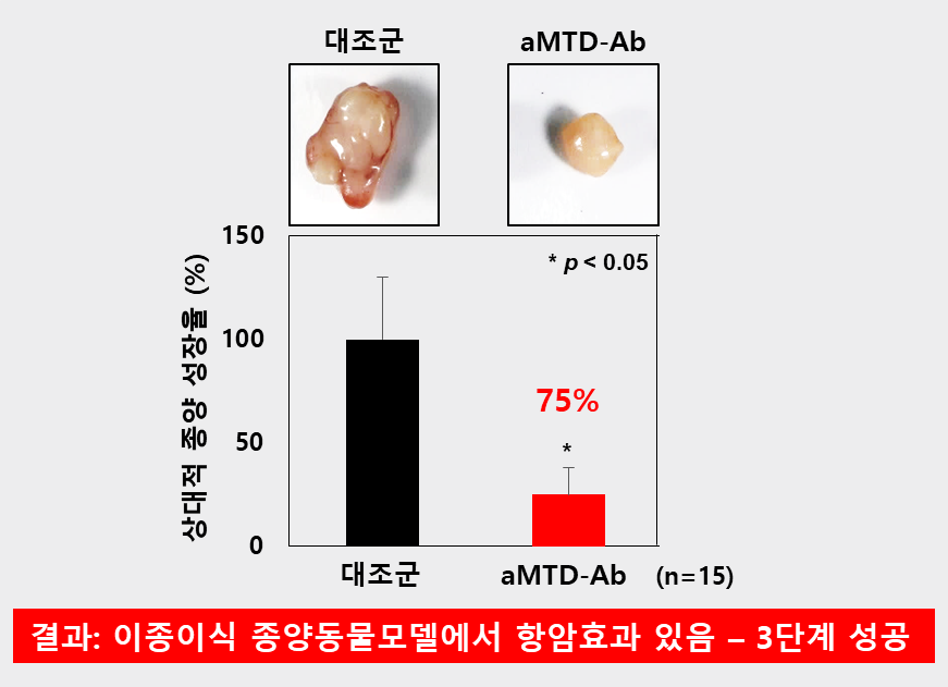 세포투과성 항체 (aMTD-Ab)의 폐암 동물모델에서의 항암효능 검증결과