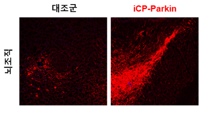 iCP-Parkin의 도파민 신경세포 (붉은색) 회복 효능