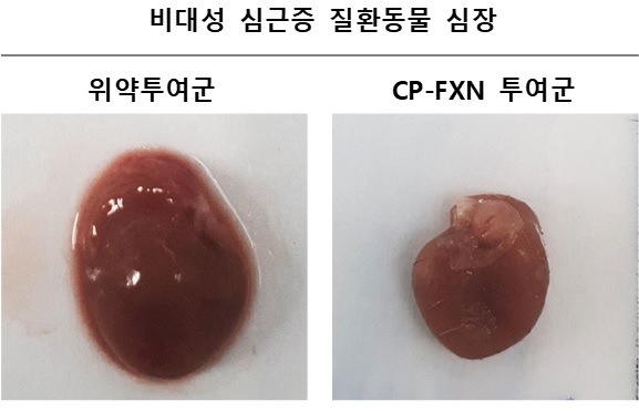 (셀리버리는 동물실험에서 CP-FXN 투여군이 심장이 비대해지고 기능이 상실되는 것을 막고 심장기능을 정상화시켰다고 전했다)