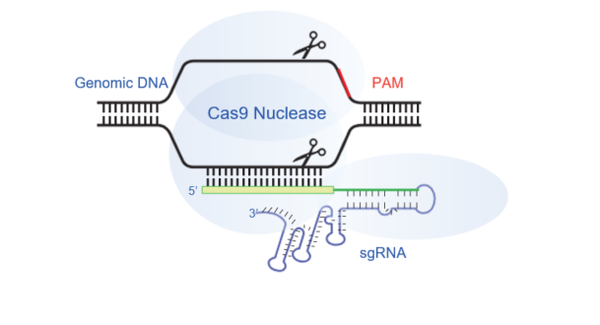 크리스퍼(CRISPR/Cas9) 유전자가위 모식도