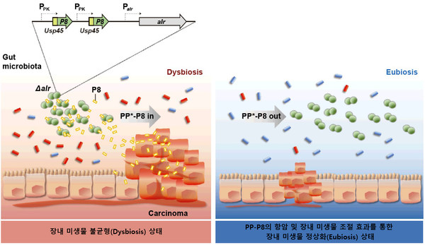 PP-P8 작용기전 모식도. 사진/쎌바이오텍