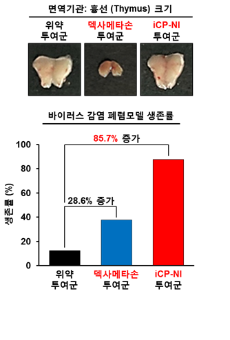 [사진설명: 코로나19 표준치료제 덱사메타손 투여시 나타나는 면역마비 (Immune Paralysis)에 의한 급성흉선위축증 (사진 중앙)이 iCP-NI 투여시에는 나타나지 않으며 (사진 왼쪽), RNA 바이러스 감염성 폐렴동물모델에서 덱사메타손 투여시 생존률을 위약군 대비 28.6% 개선 (파란색) 하는데 그쳤지만, iCP-NI 투여시 85.7% 증가시킴 (붉은색)]