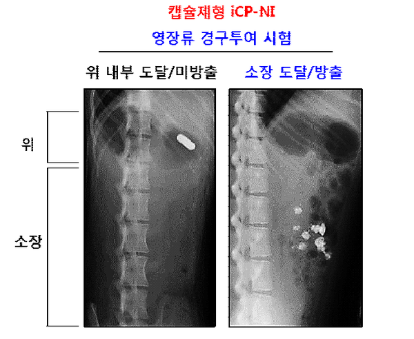 iCP-NI 캡슐제형 영장류 (원숭이) 투여시험 결과, 위 내부에서는 약물이 방출되지 않고 소장에 도달해서 캡슐이 용해되어 약물이 방출됨을 증명. 사진/셀리버리