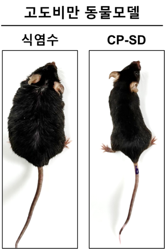 식이요법으로 유도된 고도비만 동물모델 (왼쪽)과 CP-SD투여에 의해 체중이 감소된 동물. 사진/셀리버리
