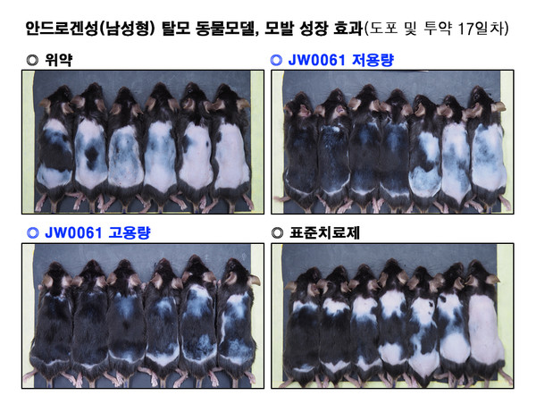 남성형탈모에 대한 JW0061의 동물모델 평가. 사진/JW중외제약