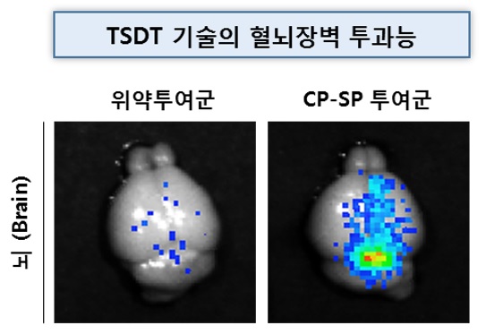 고도비만/제2형당뇨병 치료신약 CP-SP의 혈뇌장벽(BBB) 투과에 의한 뇌조직 전송능(고도비만 질환동물의 뇌에 전송된 CP-SP: 파랑→녹색→노랑→붉은색 순서로 전송된 약물의 양이 많음을 나타냄, 사진설명=셀리버리)